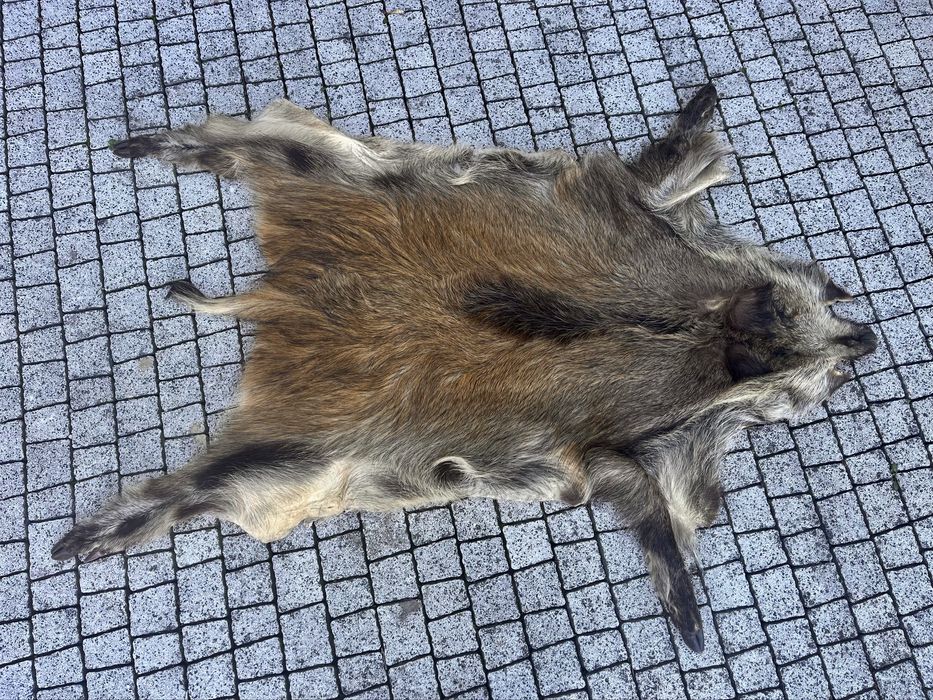 Skóra dzika 120x70 cm – używana, naturalna dekoracja