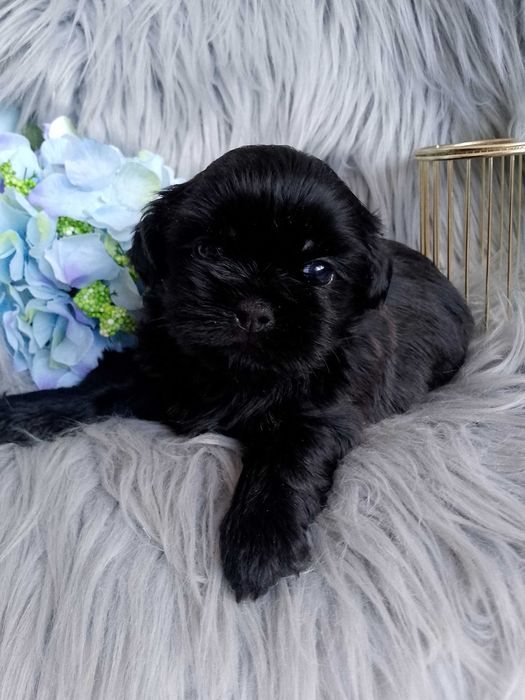 Piękny czarny piesek rasy Shih-Tzu