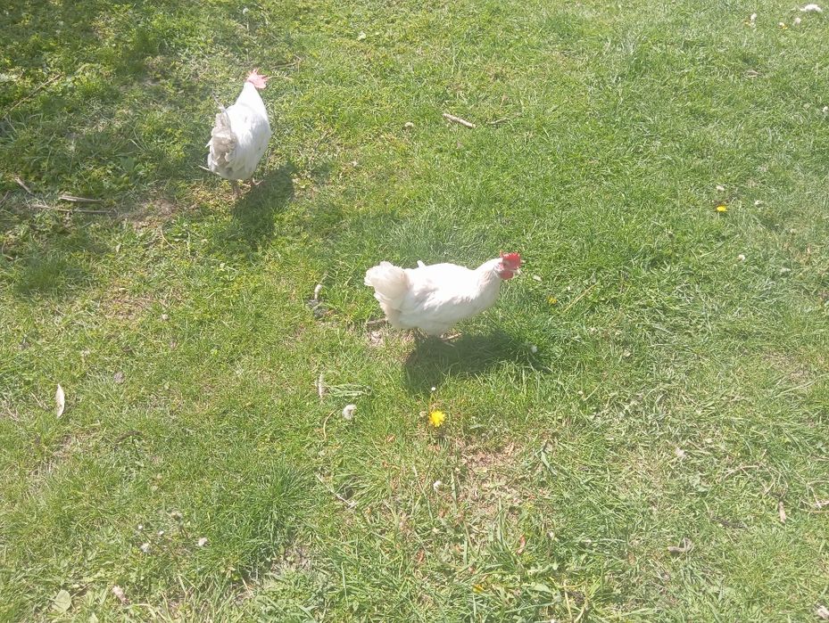 Продаж курей ціна від 100грн гривень