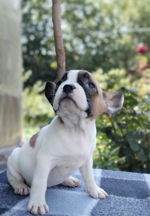 Вязка французского бульдога.