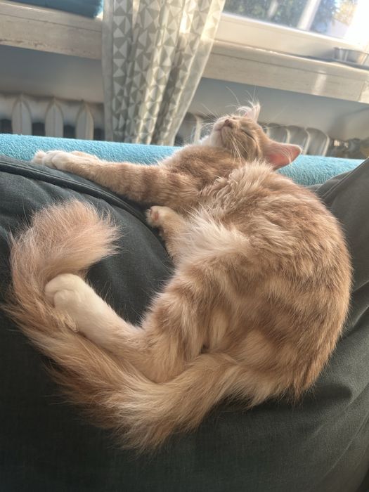 Maine Coon Beżowa Kocica