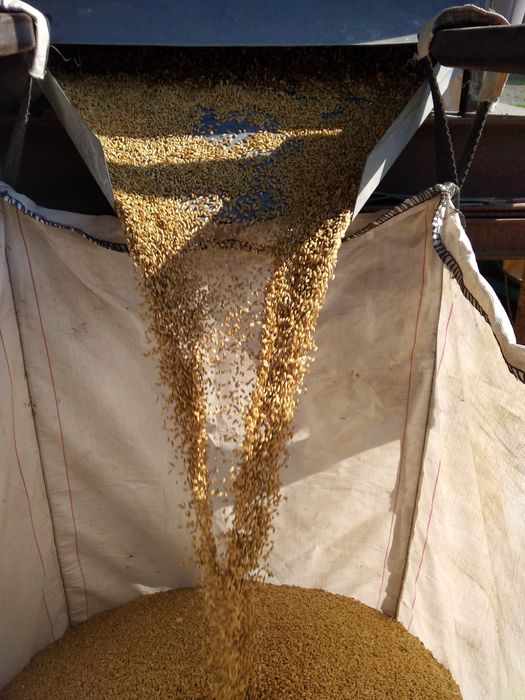 Jęczmień paszowy czyszczony