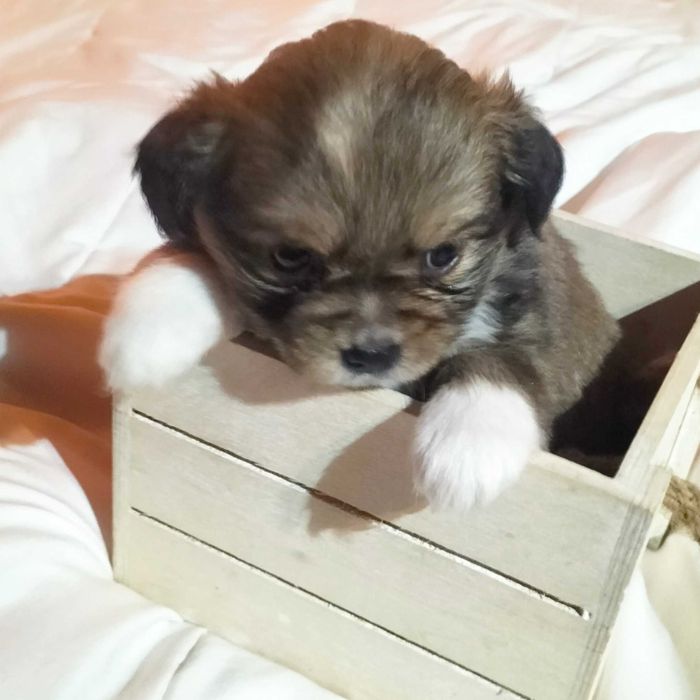 Pequenez fêmea linda