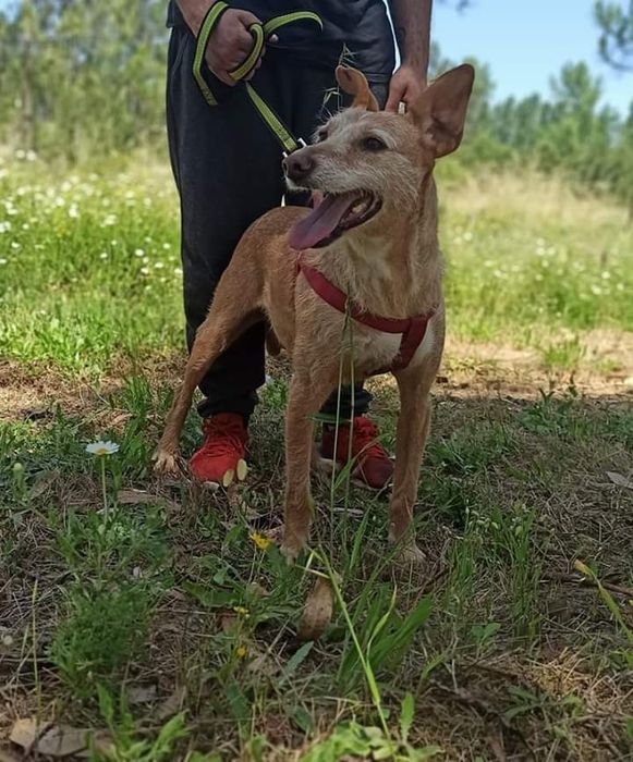 Anocas - cachorra de porte médio para adoção