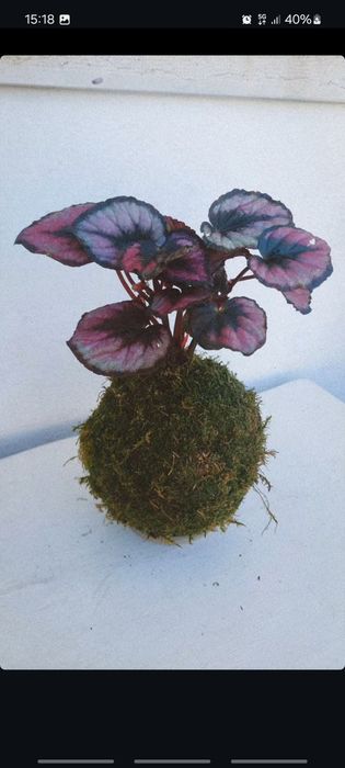 Plantas kokedamas em prato