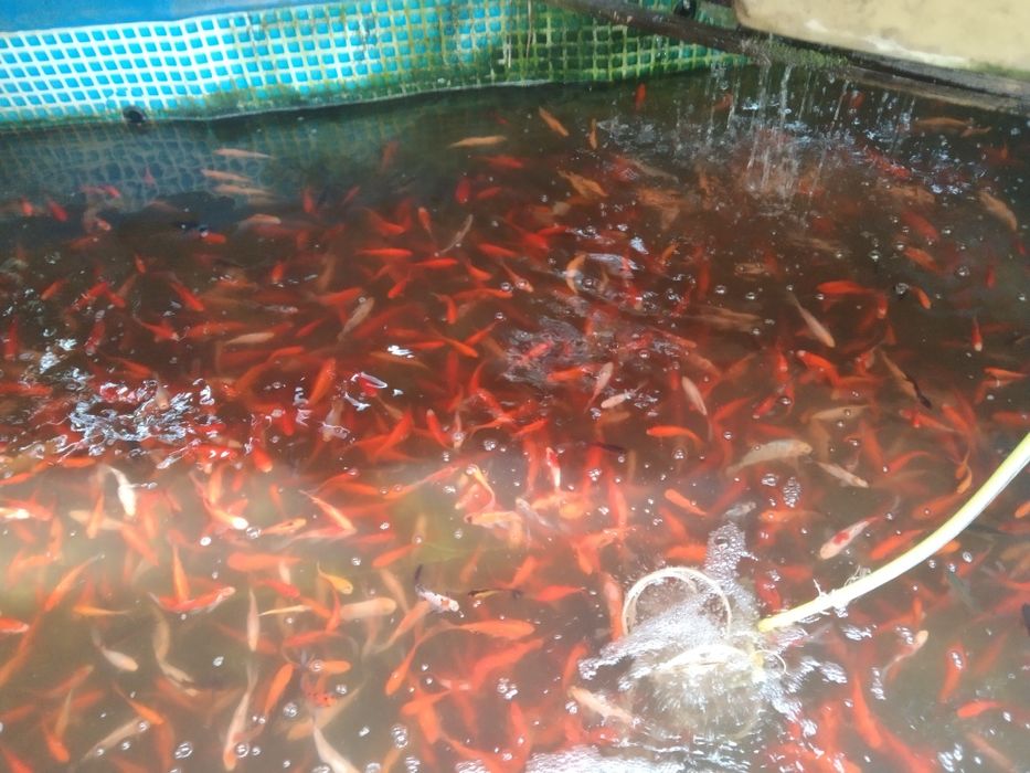 Narybek karp lin amur tołpyga