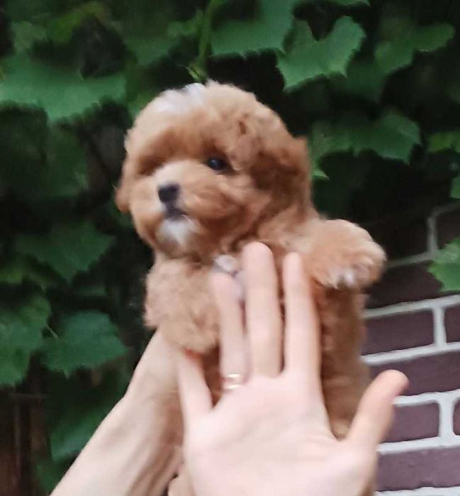 VIP малышка ПомаПу в ярком красном с белом окрасе. Киев, Теремки