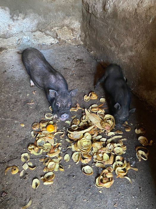 Casal de porcos do Vietname ela já está prenha