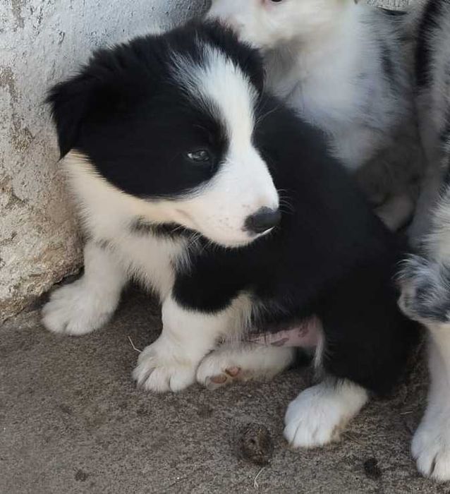 Border collie puro macho