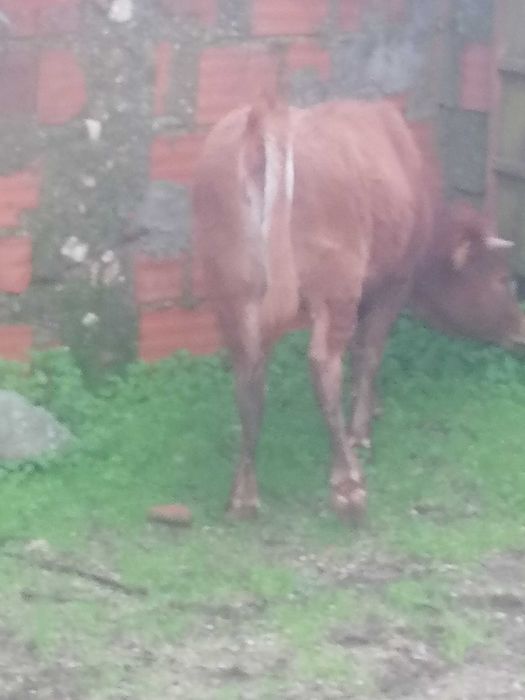 Vitela/Novilha Cx. Limousine