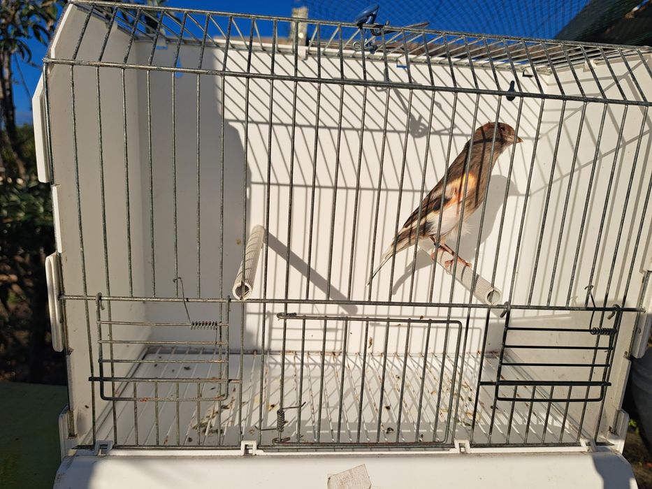 Canário Arlequim Português