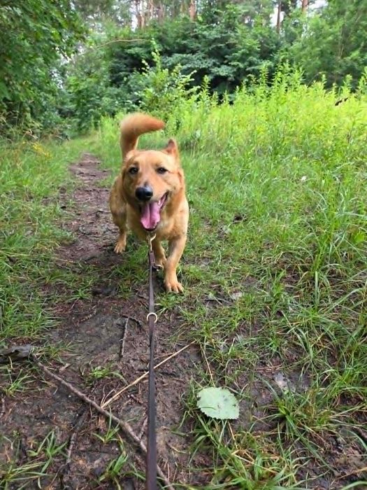 BUDYŃ - Schronisko dla Zwierząt w Ostródzie