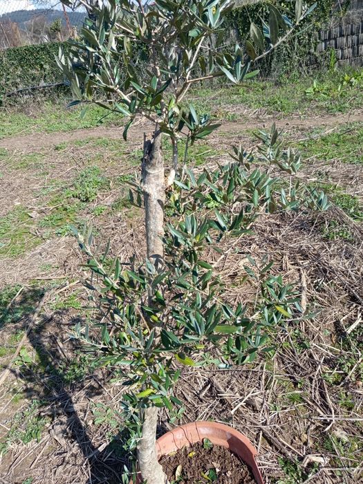 Oliveira para decoração