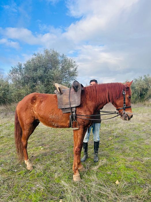 Égua alazã Cruzada com sangue árabe 5 anos