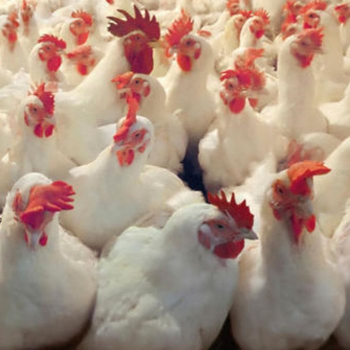 Белая несушка Украина,Венгрия  и много других видов кур, яйца .