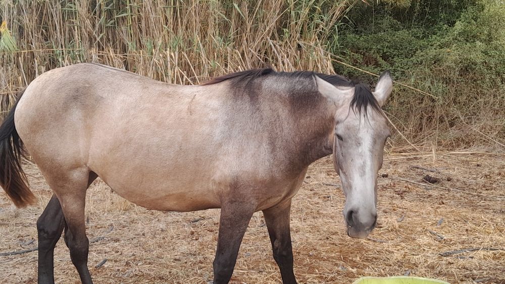 Poldra baia  com 3anos 1,70