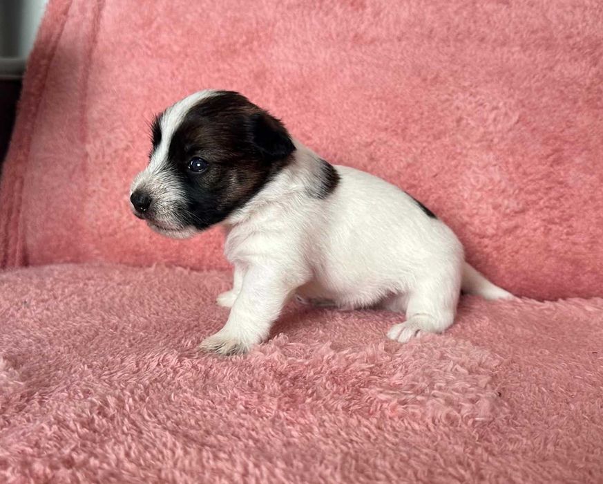 Śliczna sunia  rasy Jack Russell Terrier.