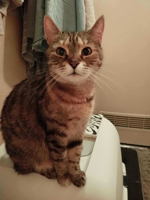 Halinka - kocia towarzyszka do zadań domowych