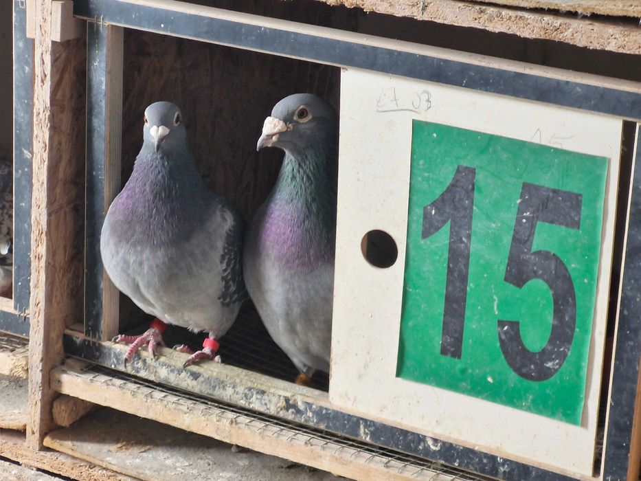 Gołębie pocztowe młode 2026
