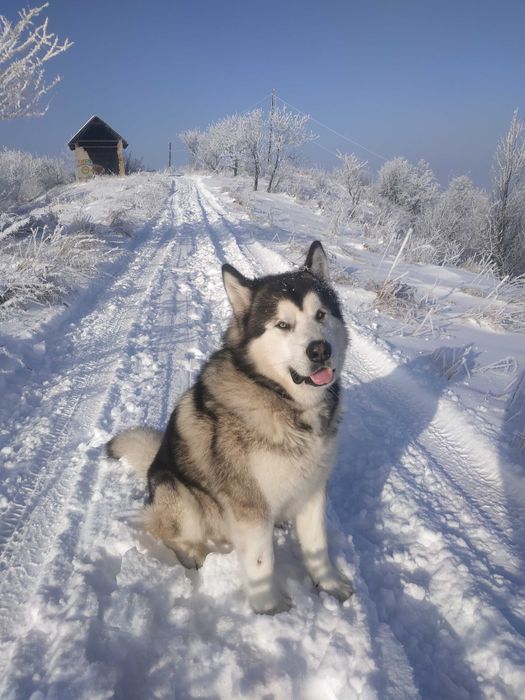 В'язка аляскінський маламут