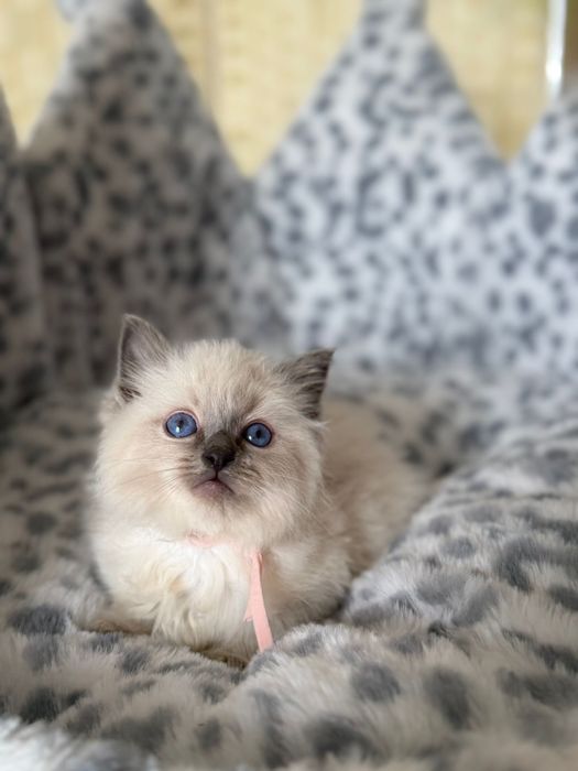 Sliczna kotka ragdoll