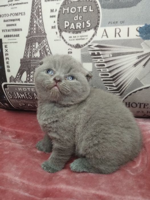 Ідеальна шотландська принцеса з ВАКЦИНАЦІЄЮ шукає люблячу сім'ю