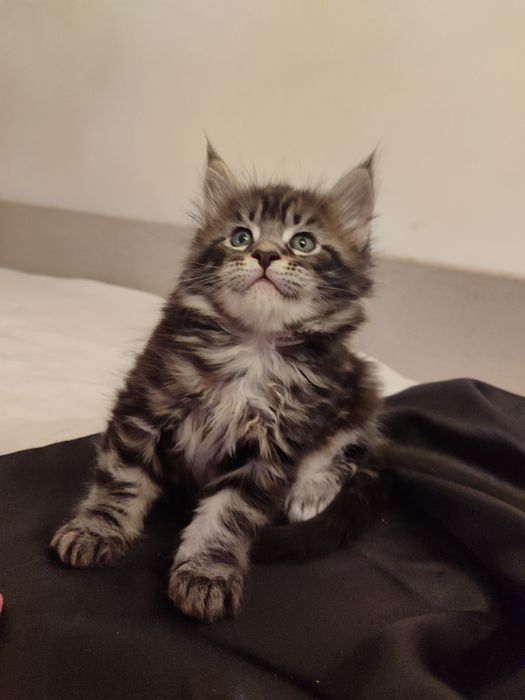 Кошенята породи Мейн-кун