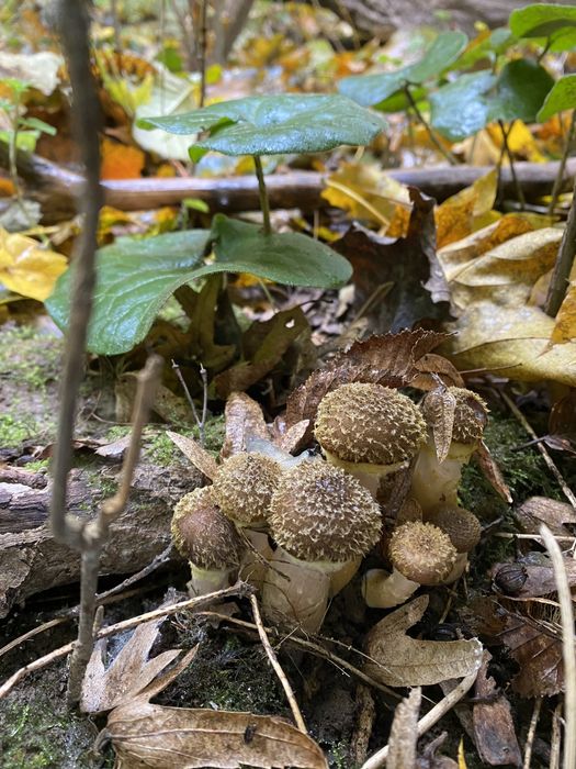 Мариновані грибочки «Святкові» набір з різних видів лісових!