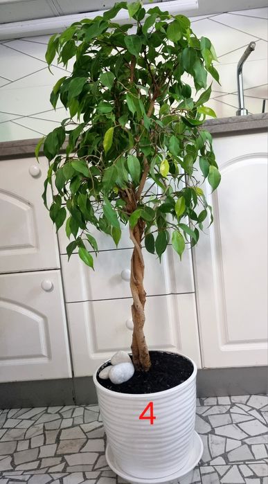 Дизайнерський фікус бонсай