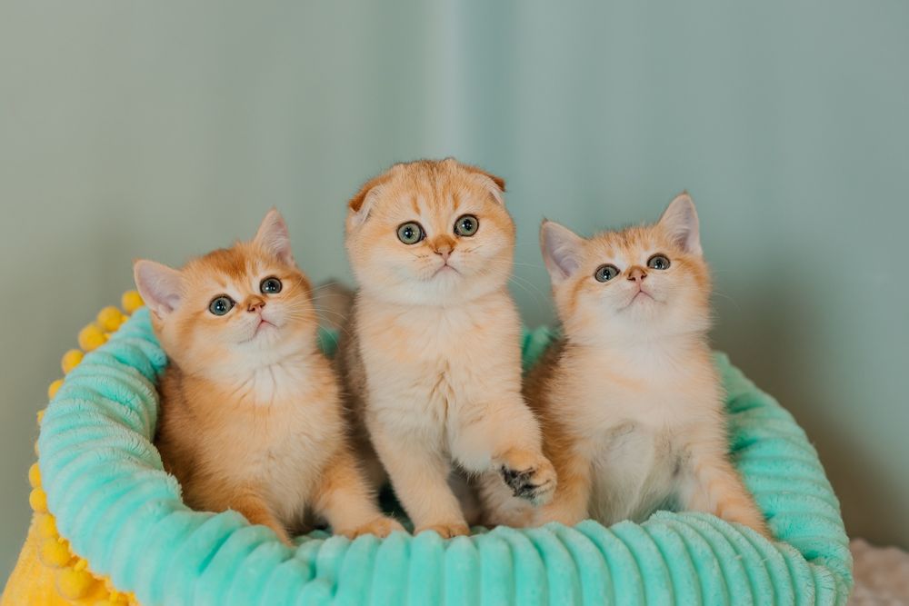 Шотландские котята