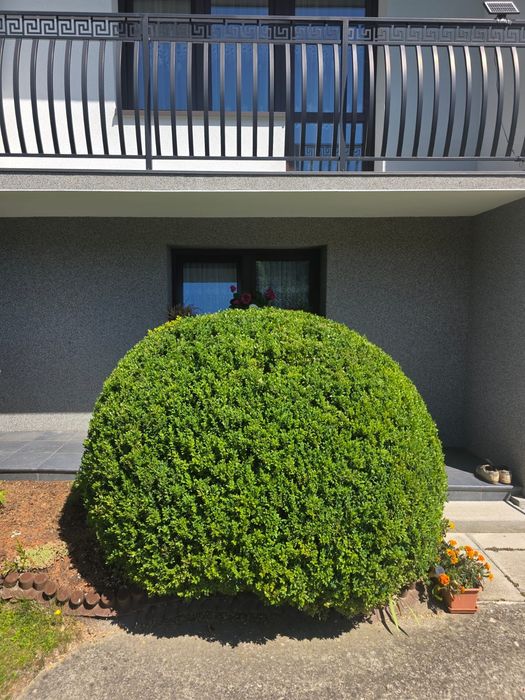 Bukszpan ponad 2 m średnica