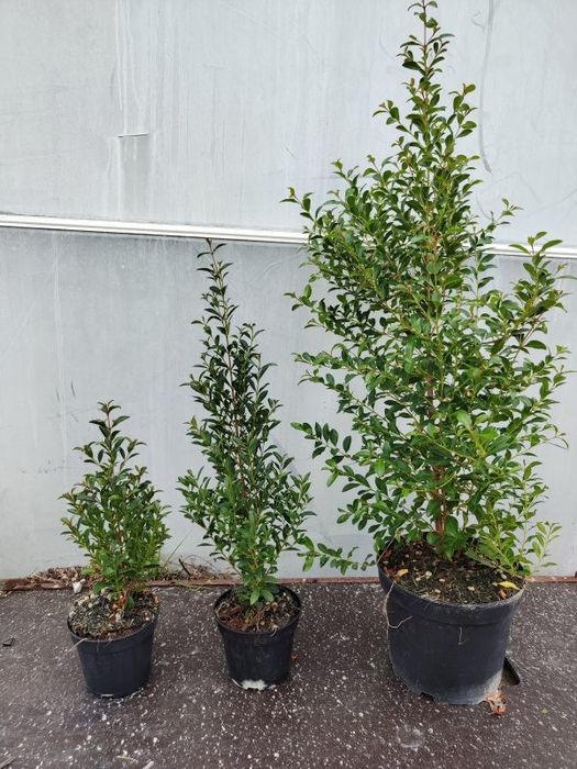 Plantas de exterior e interior