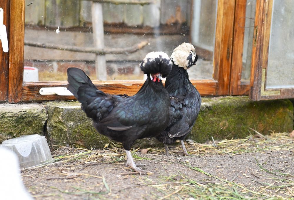 Jaja lęgowe czubatki , bialoczub holenderski