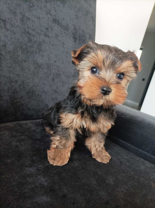 Piesek Yorkshire terrier