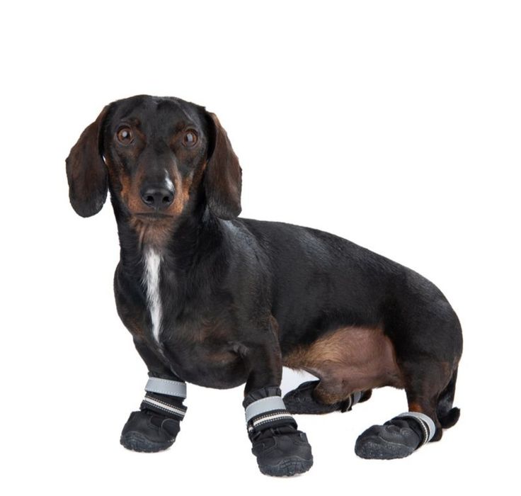 Croci Buty dla psa