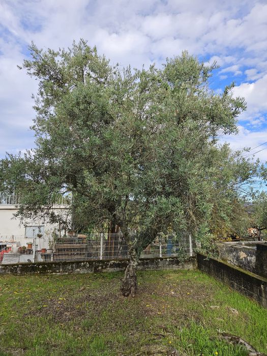 Lote para casa, jardim e quintal com canastro