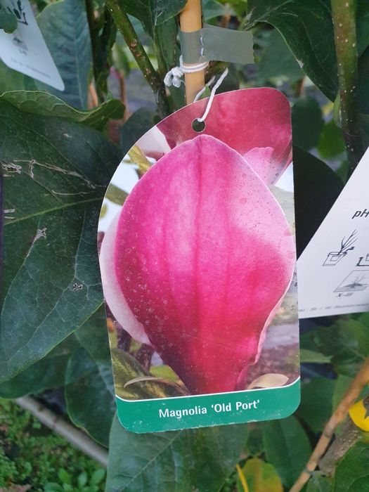 Magnolia sadzonki