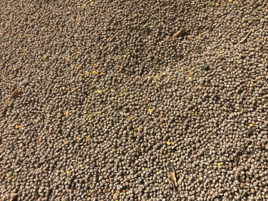 Sprzedam łubin Gorzki wąskolistny Karo ze zbioru 2025