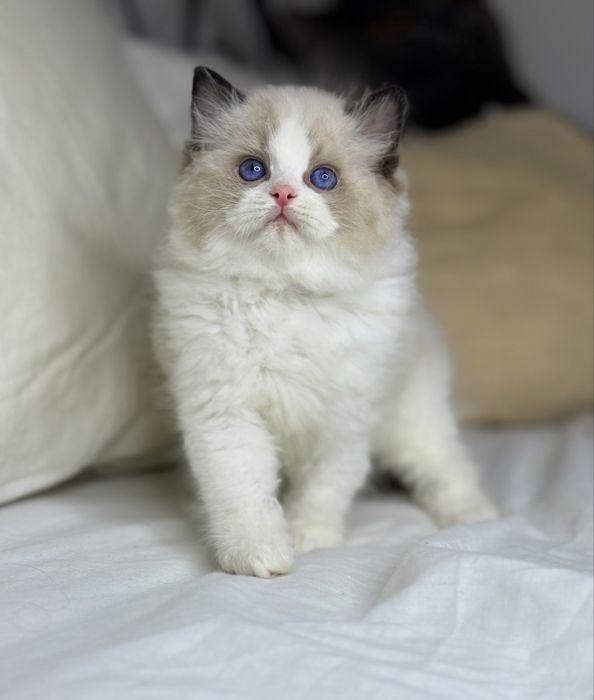 Хлопчик Рэгдолл