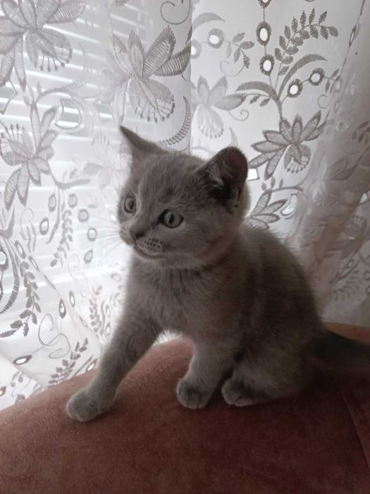 Шотландські Кошеня