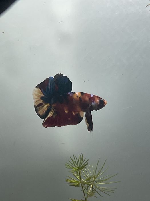 Aquário 67L Plantado C/Rochas e Troncos + betta plakat koi