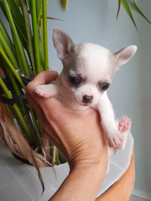 Fêmea chihuahua mini toy