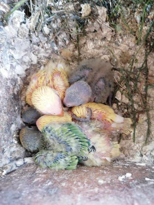Agapornis e Caturras para domesticar