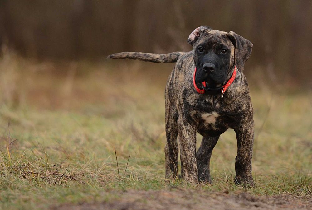 Presa/dogo canario/dog kanaryjski ZkwP FCI