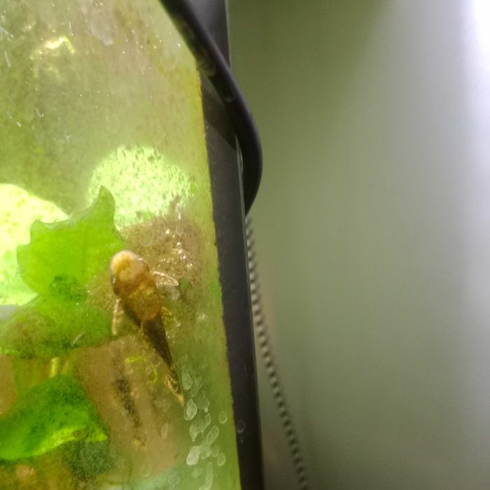 Sprzedam młode glonojady