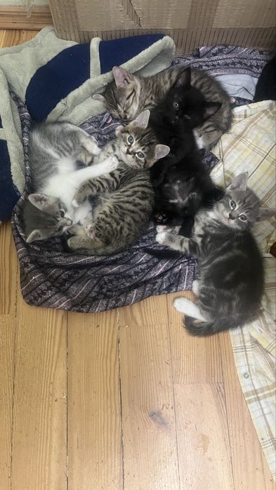 Віддам кошенята 5 штук