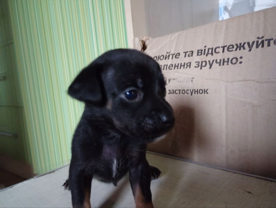 Віддаємо цуценят у добрі руки