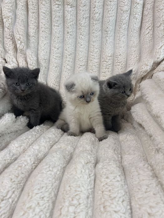 Шотландські кошенята