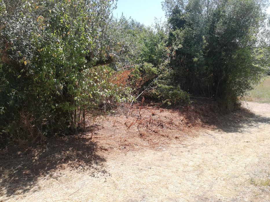 "Terreno Rústico à Venda – Tomar, em Santarém"