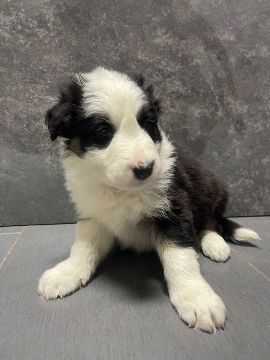 Border collie 2 meses